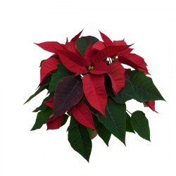 Poinsettia_rouge_50b24f5848998.jpg