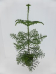 araucaria-85cm