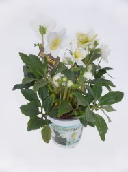 hellebore2