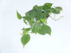 philo-scandens