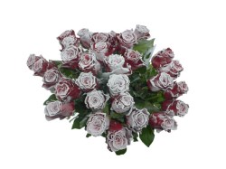 rose-rouge-neige-30